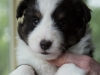 Olivia, tri female 5-weeks.