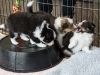 Olivia tri female, Emma sable female and Liam tri male 5-weeks.
