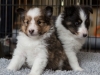 Emma, sable female and Liam, tri male 5-weeks.