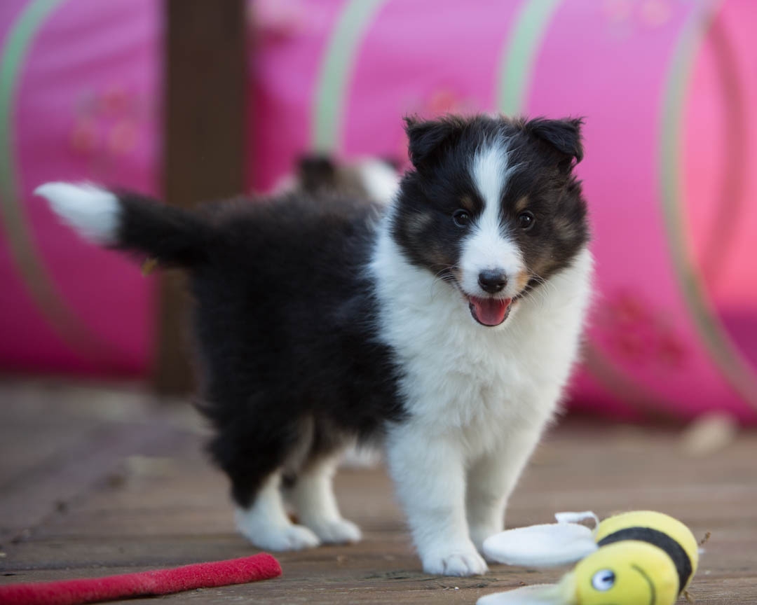 Liam, tri male 6-weeks.