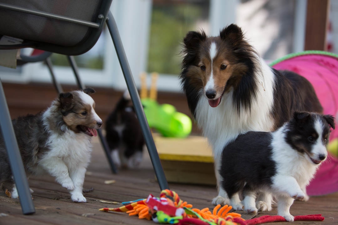 Emma,(left) sable female 6-weeks. Liam, (right) tri male 6-weeks.