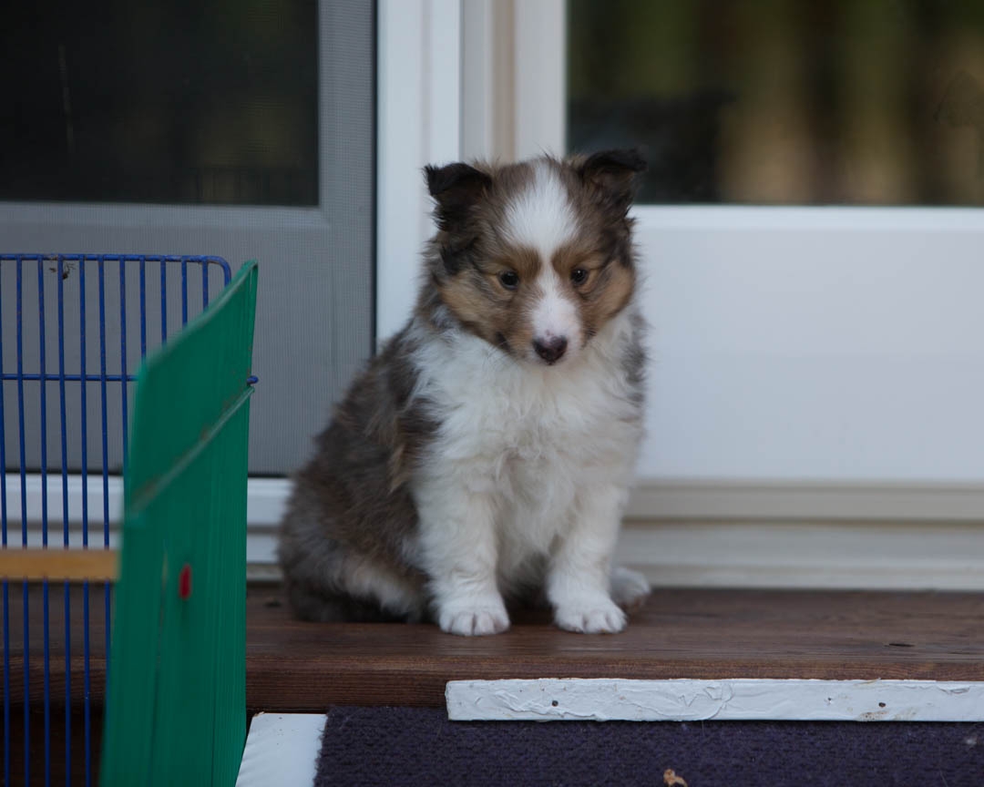 Emma,(left) sable female 6-weeks.