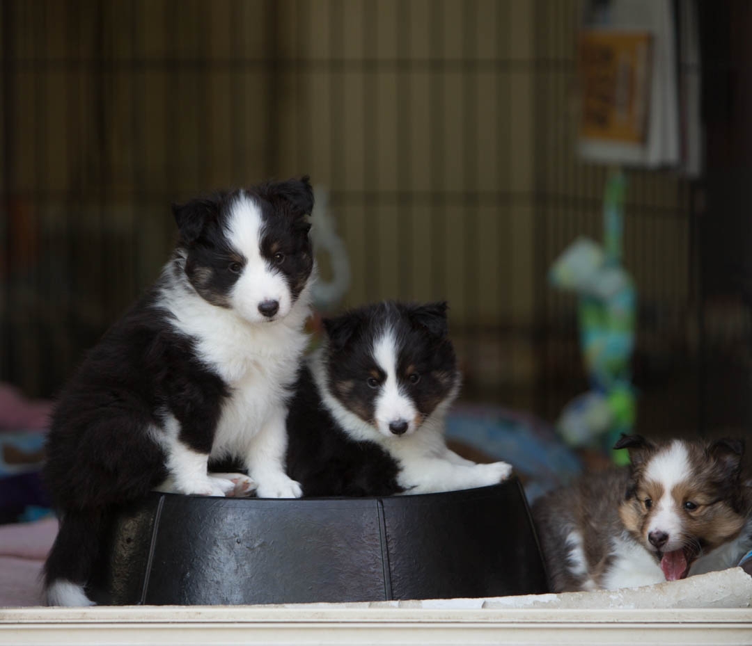 Olivia, tri female 6-weeks. Liam, tri male 6-weeks. Emma sable female 6-weeks.