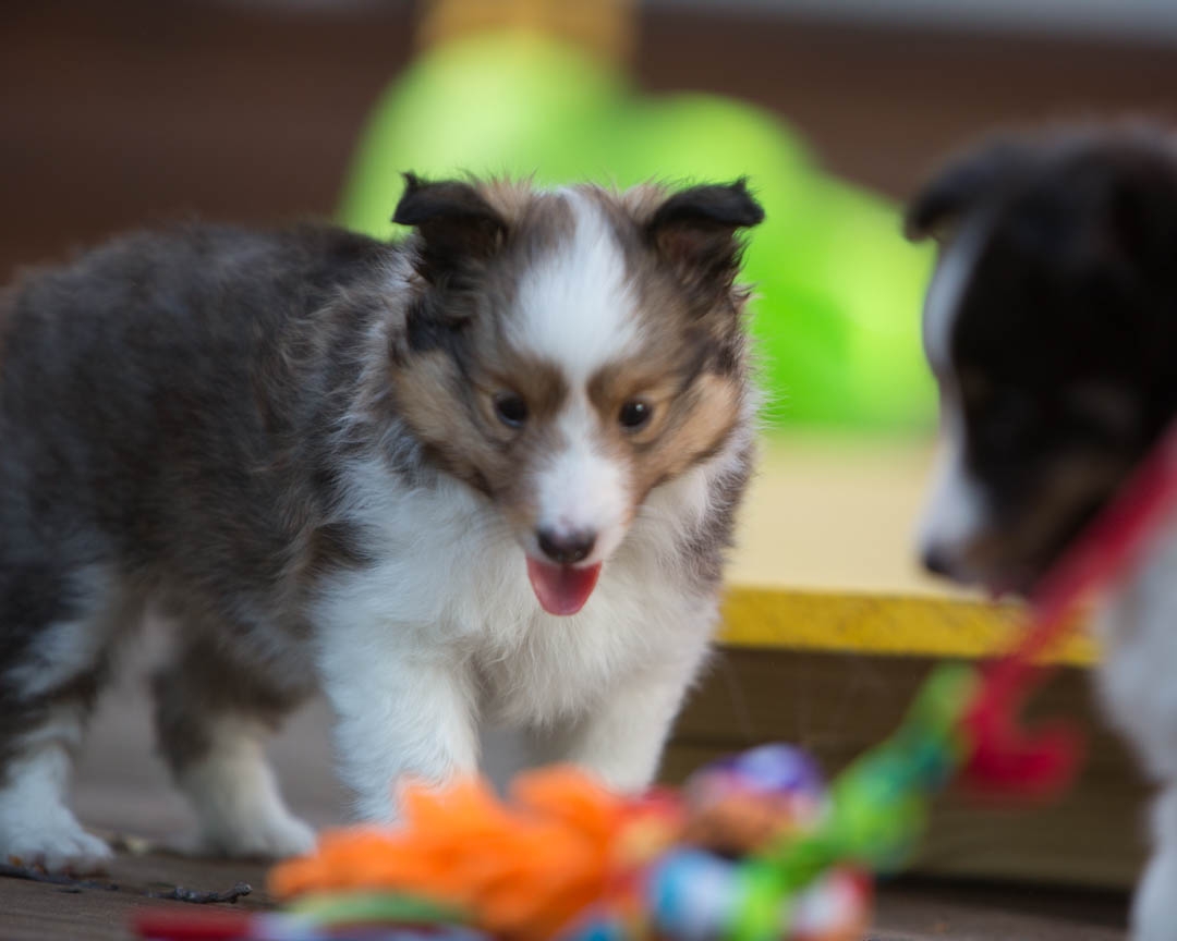 Emma,(left) sable female 6-weeks.