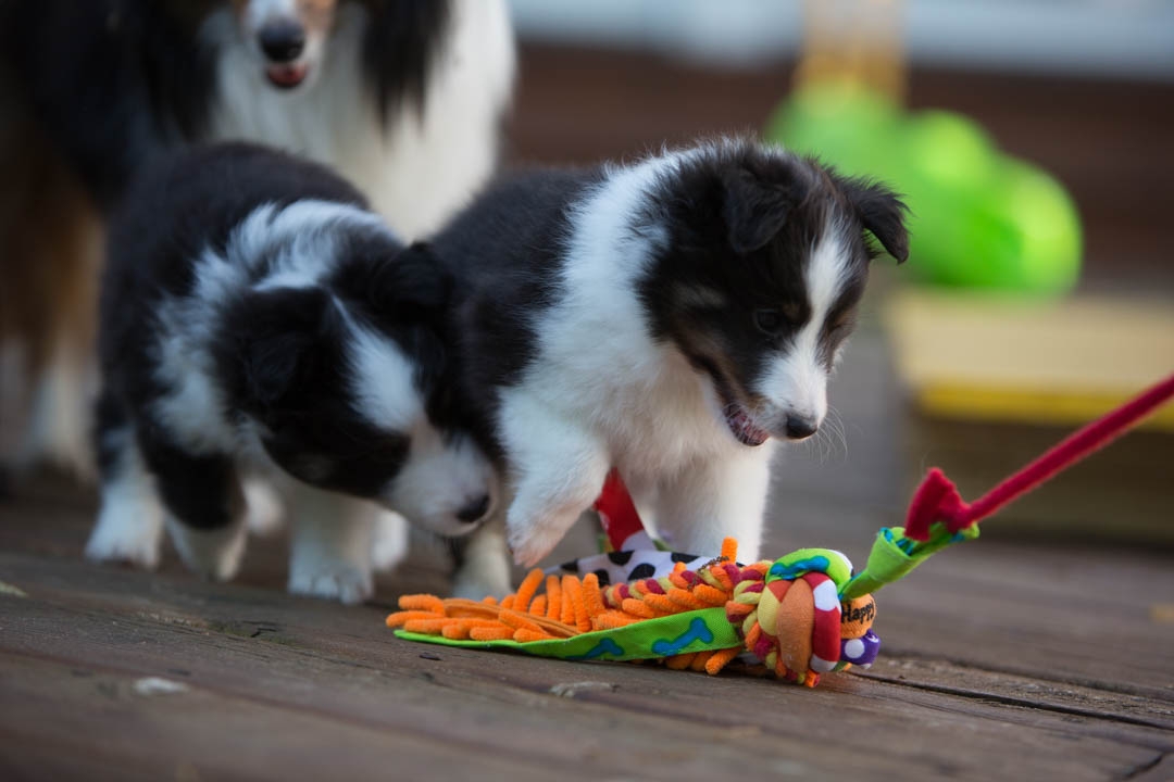 Olivia, tri female 6-weeks. Liam, tri male 6-weeks.
