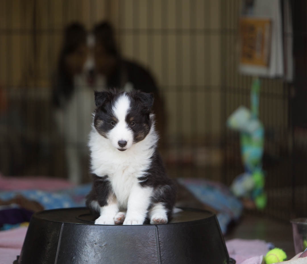 Olivia, tri female 6-weeks.