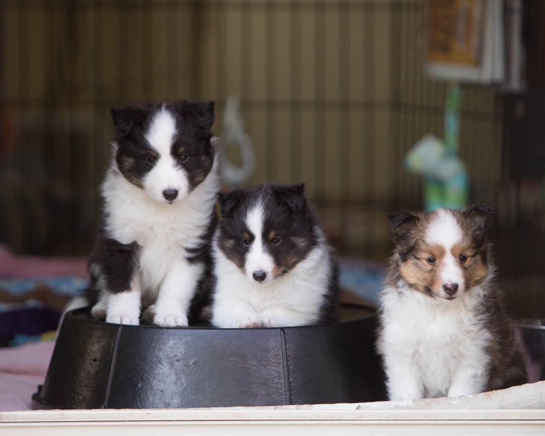 20180527-DrumlinShelties-92