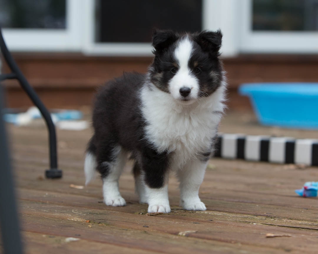 Drumlin puppies. Seven weeks old.