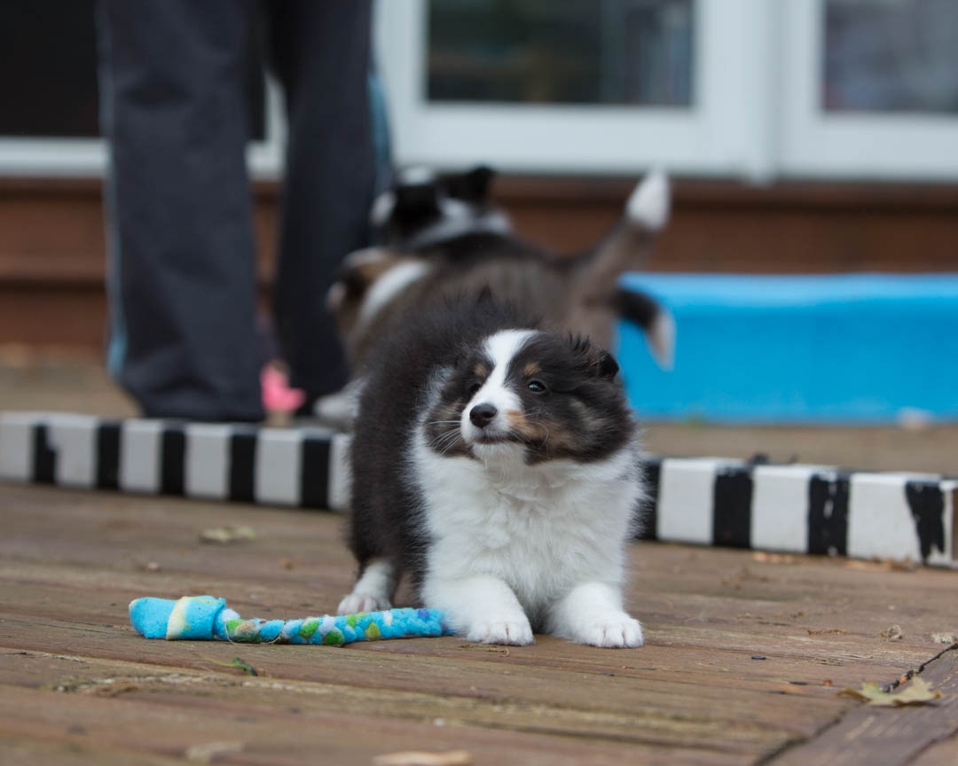 Drumlin puppies. Seven weeks old.
