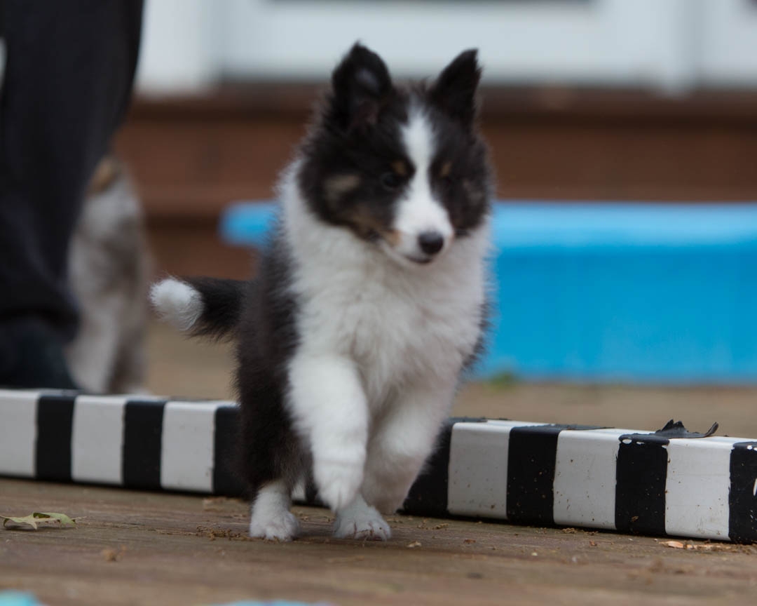 Drumlin puppies. Seven weeks old.
