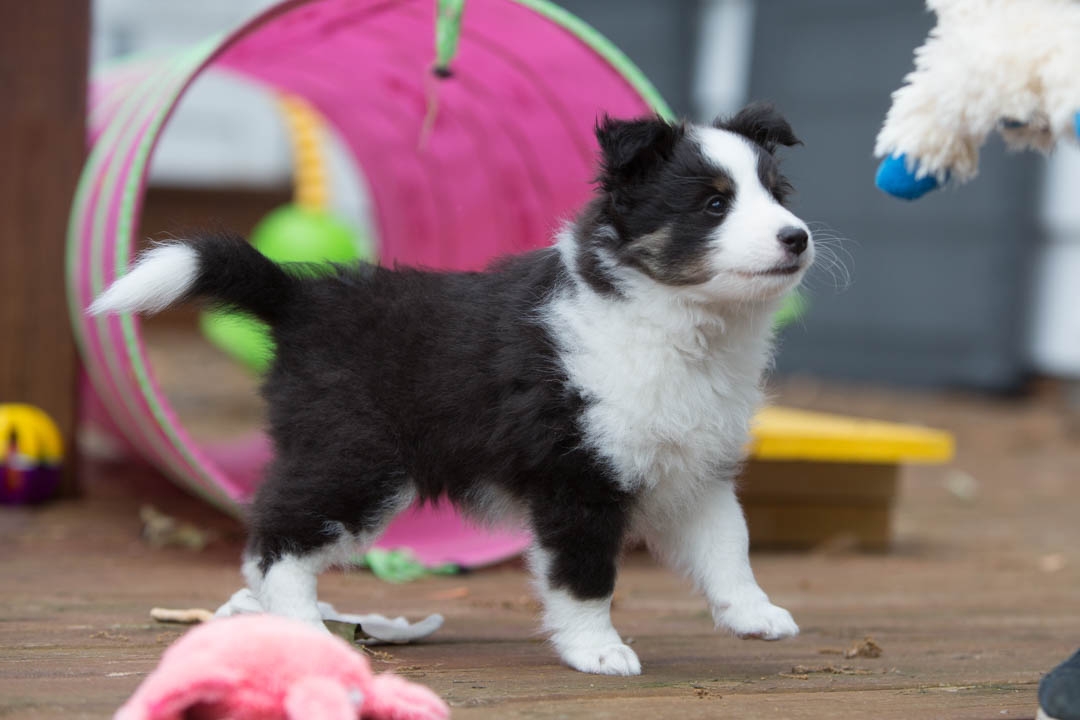 Drumlin puppies. Seven weeks old.