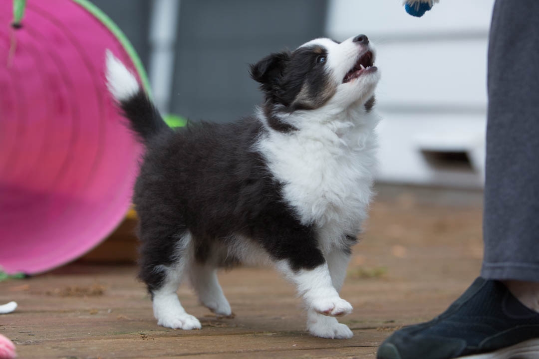 Drumlin puppies. Seven weeks old.