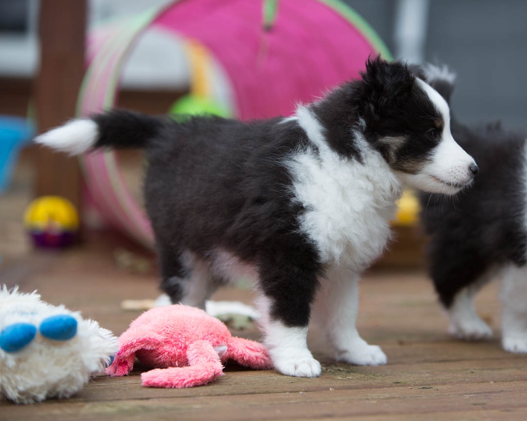Drumlin puppies. Seven weeks old.