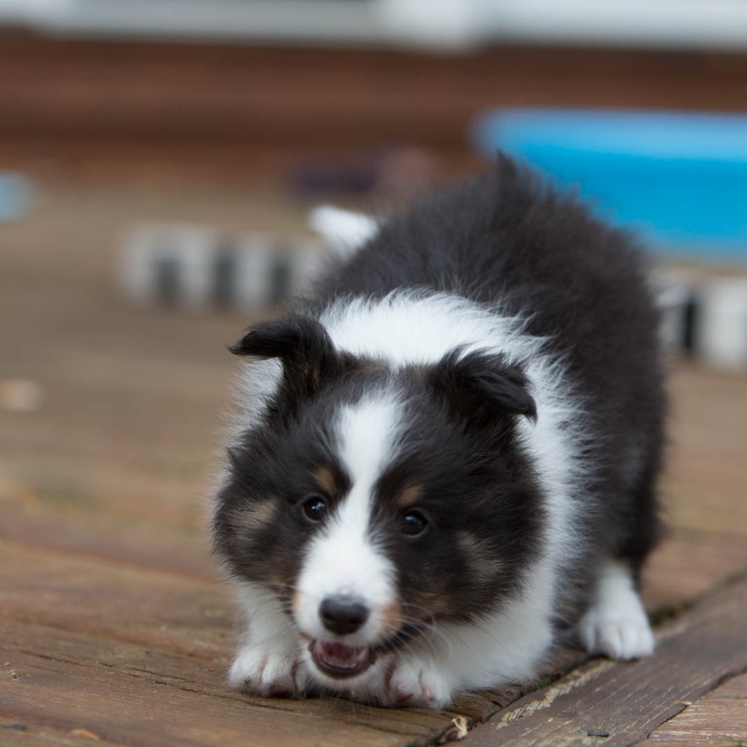 Drumlin puppies. Seven weeks old.