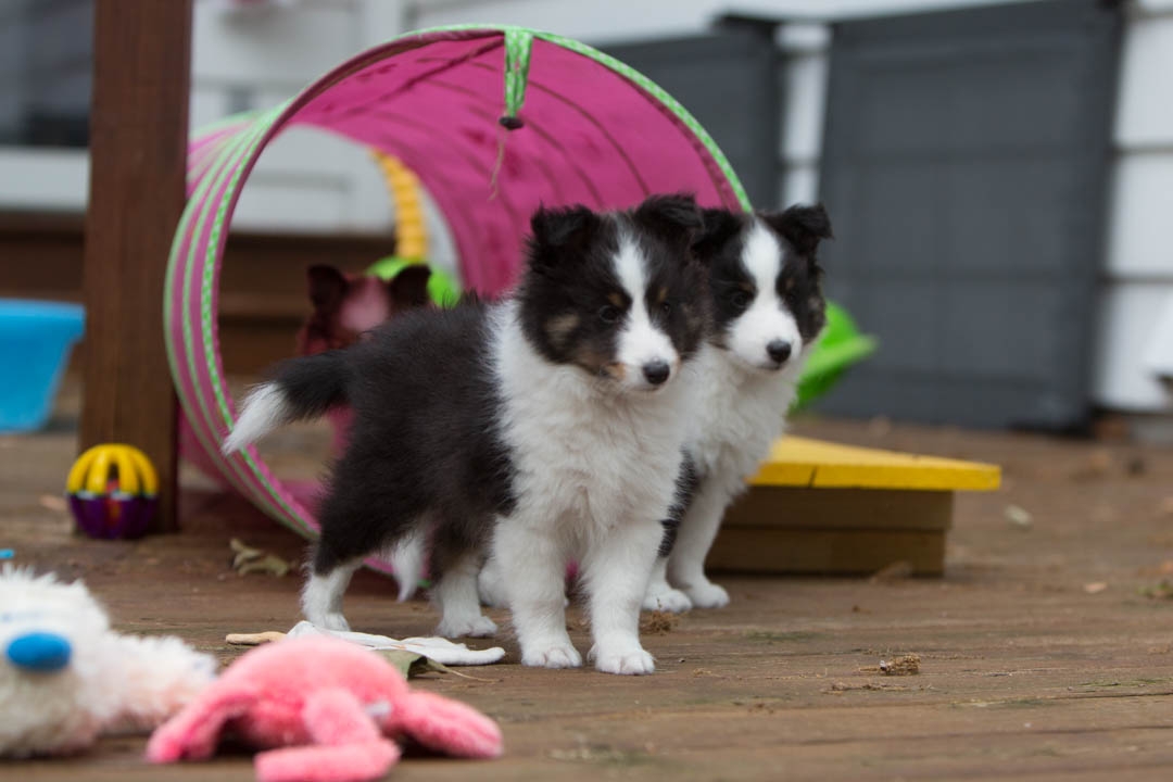 Drumlin puppies. Seven weeks old.