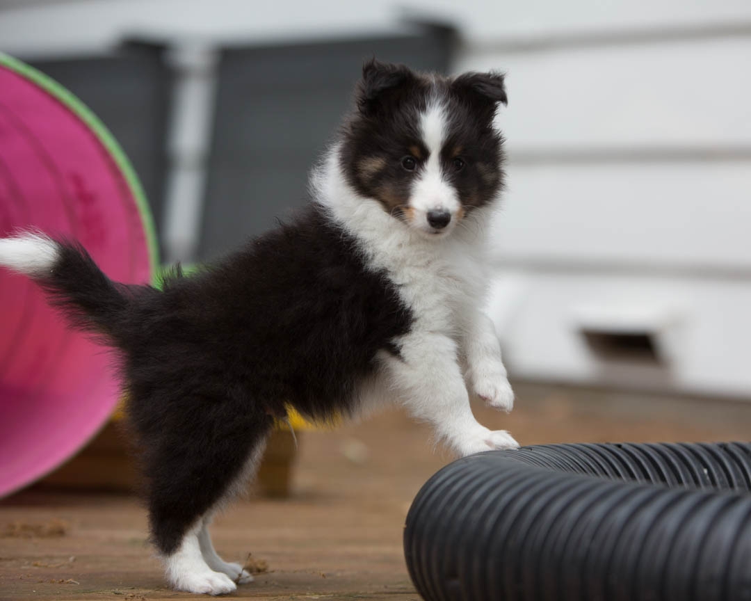Drumlin puppies. Seven weeks old.