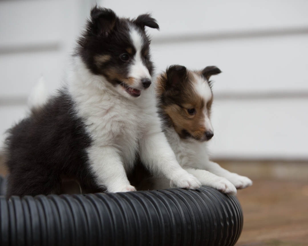 Drumlin puppies. Seven weeks old.