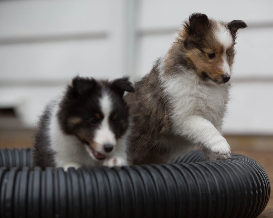 Drumlin puppies. Seven weeks old.