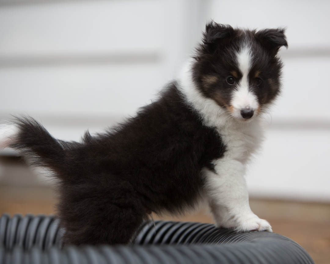 Drumlin puppies. Seven weeks old.