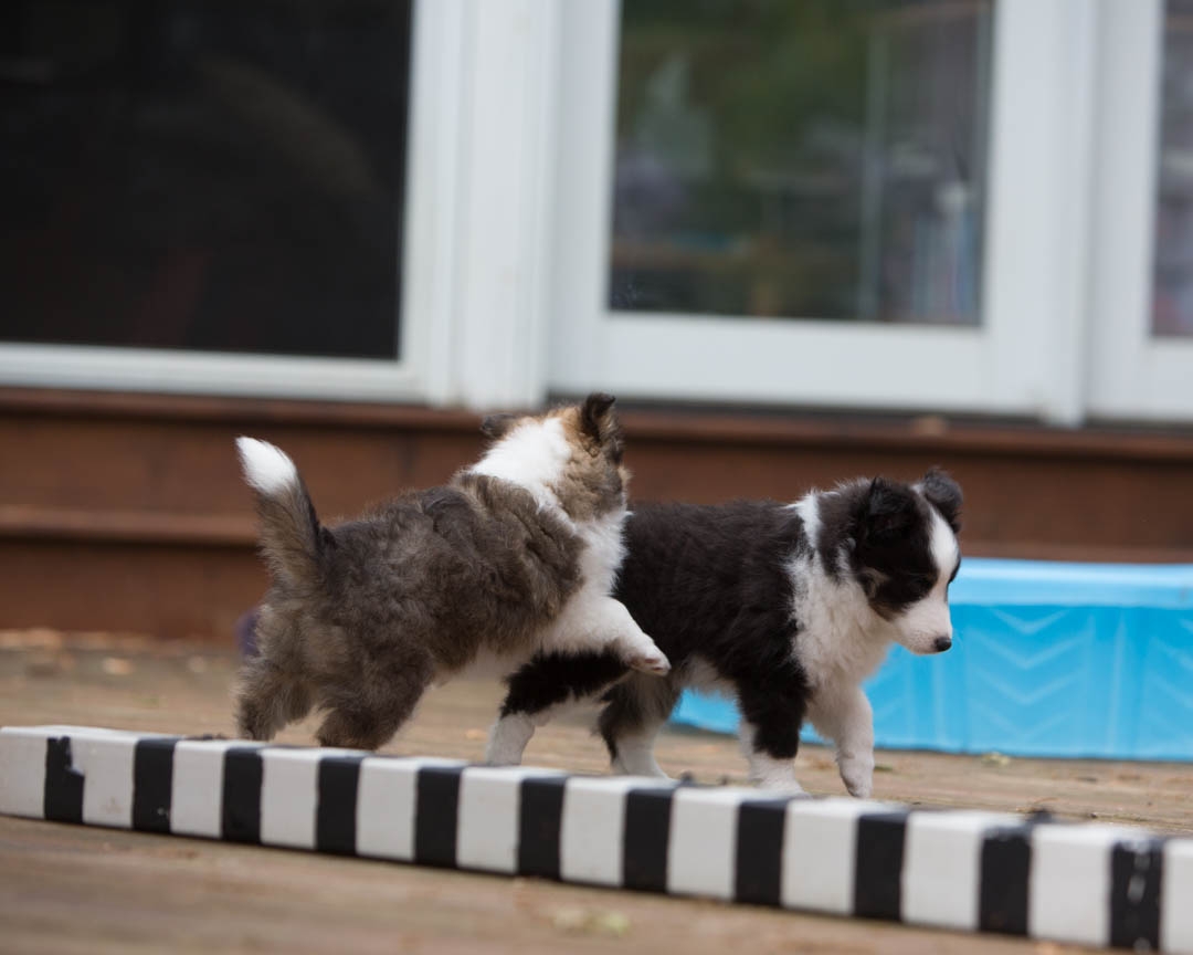Drumlin puppies. Seven weeks old.