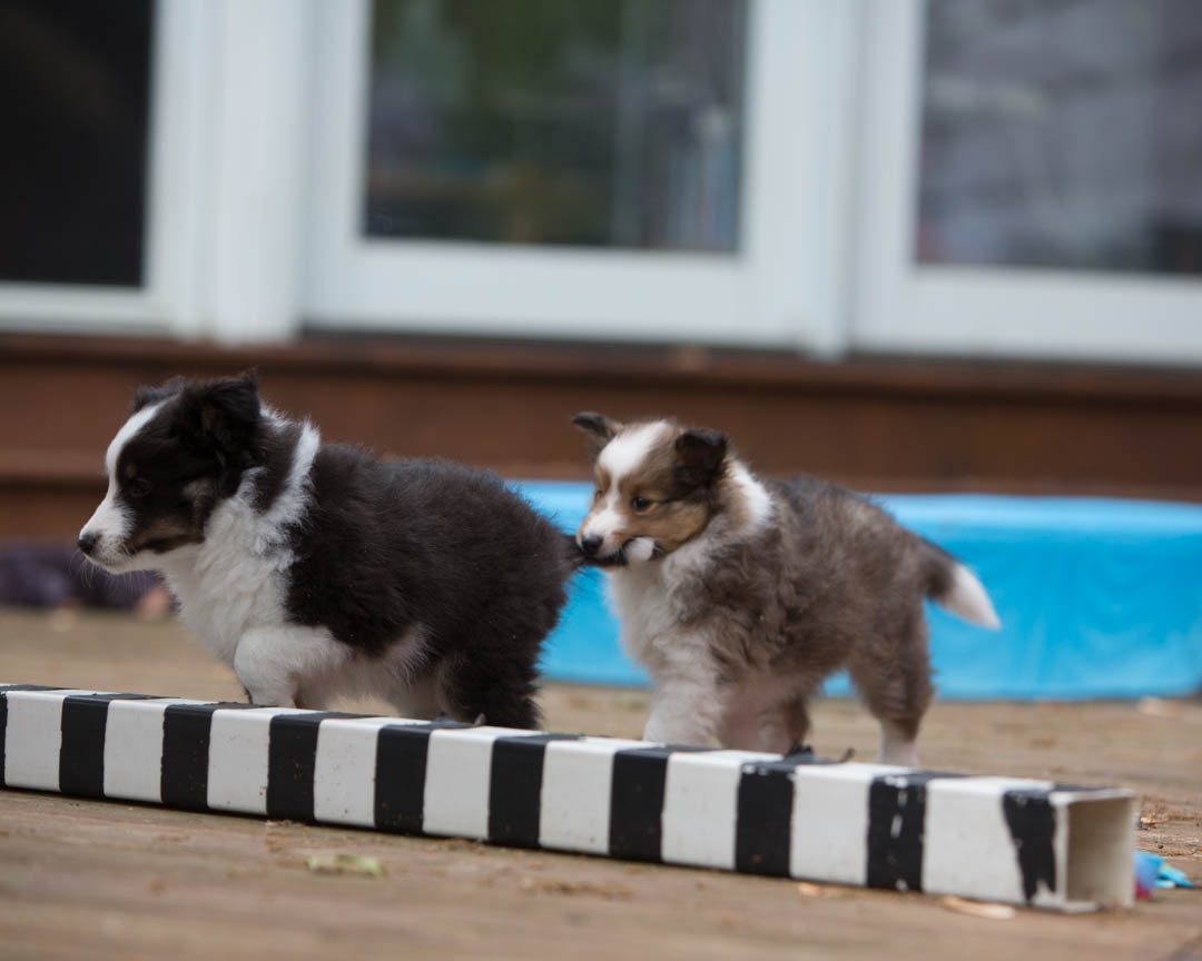 Drumlin puppies. Seven weeks old.