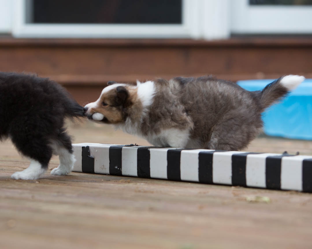 Drumlin puppies. Seven weeks old.