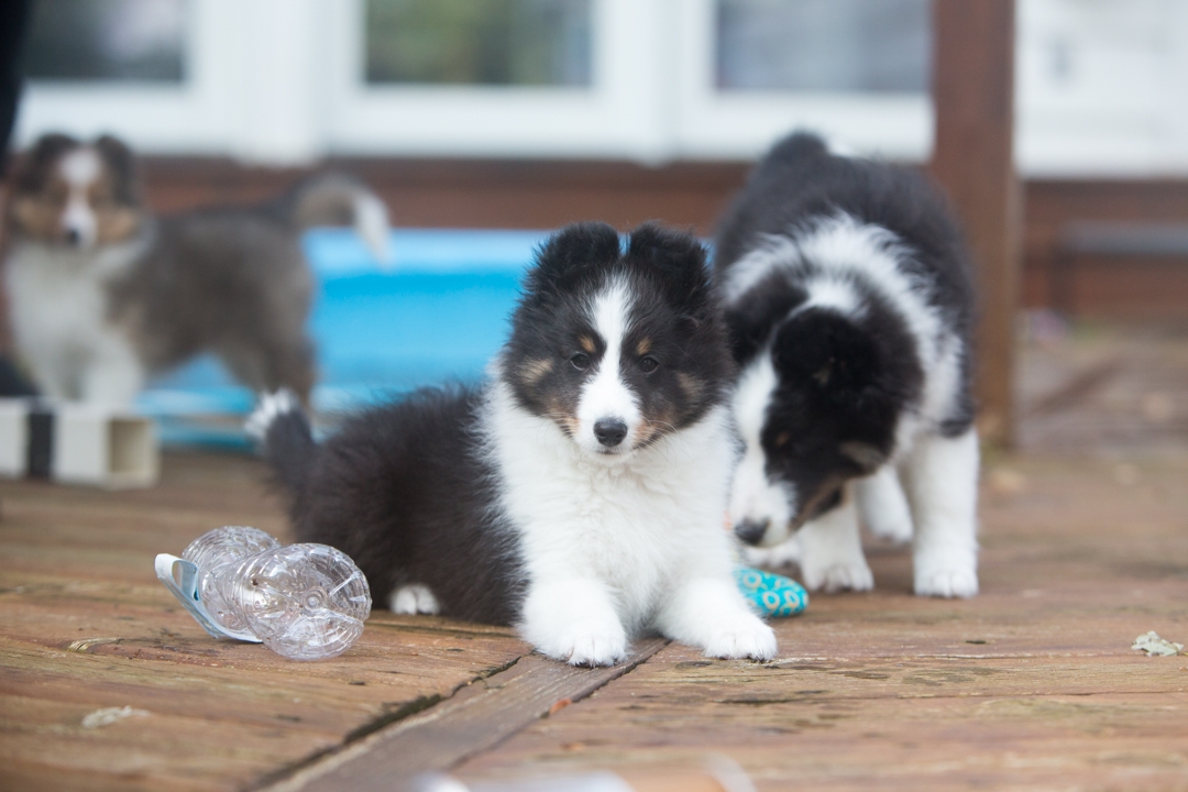 DrumlinSheltie_puppy1