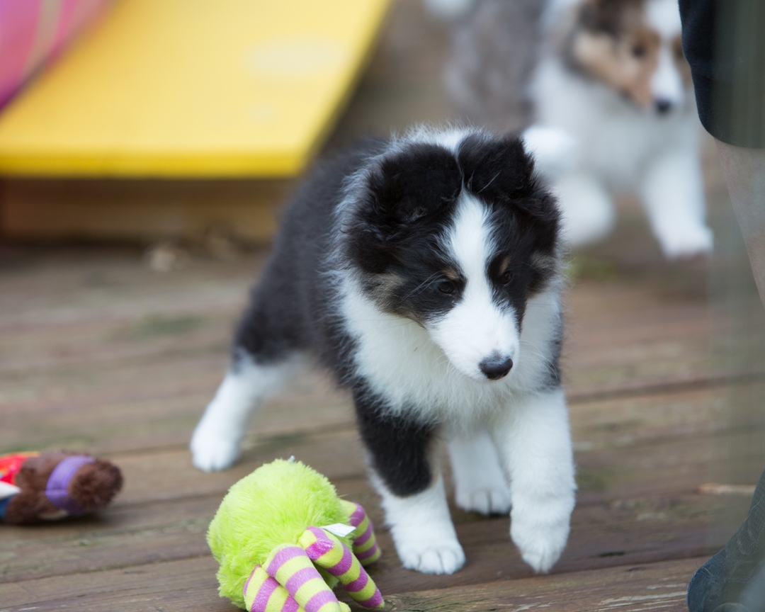 DrumlinSheltie_puppy10