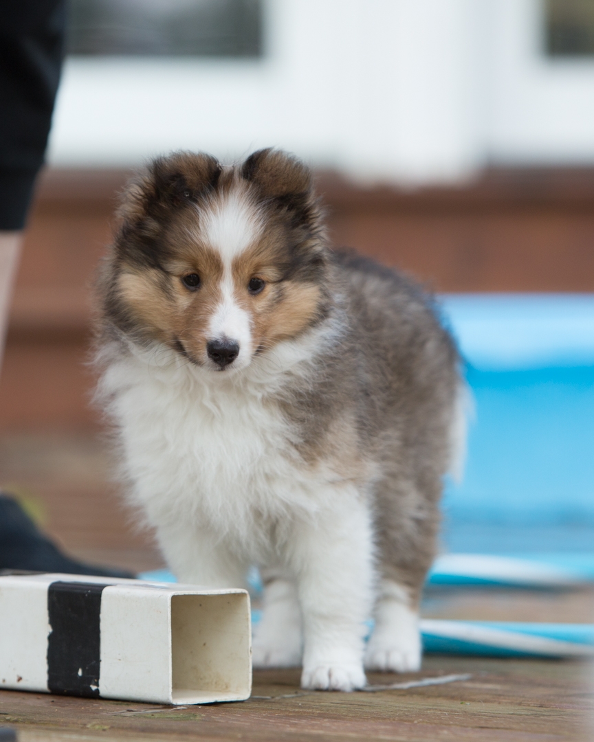 DrumlinSheltie_puppy11