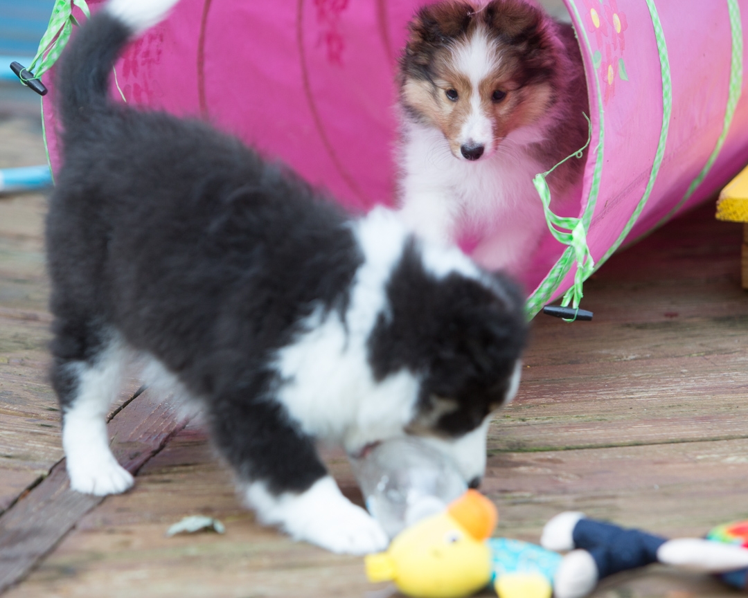 DrumlinSheltie_puppy12