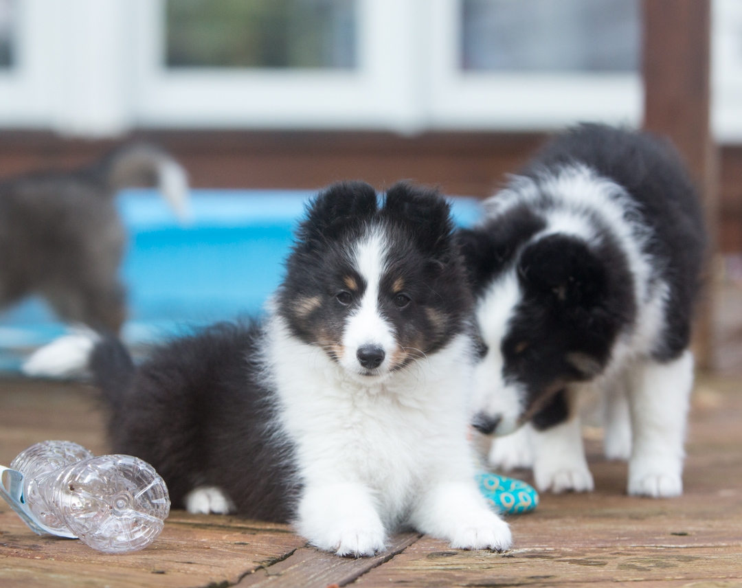 DrumlinSheltie_puppy2