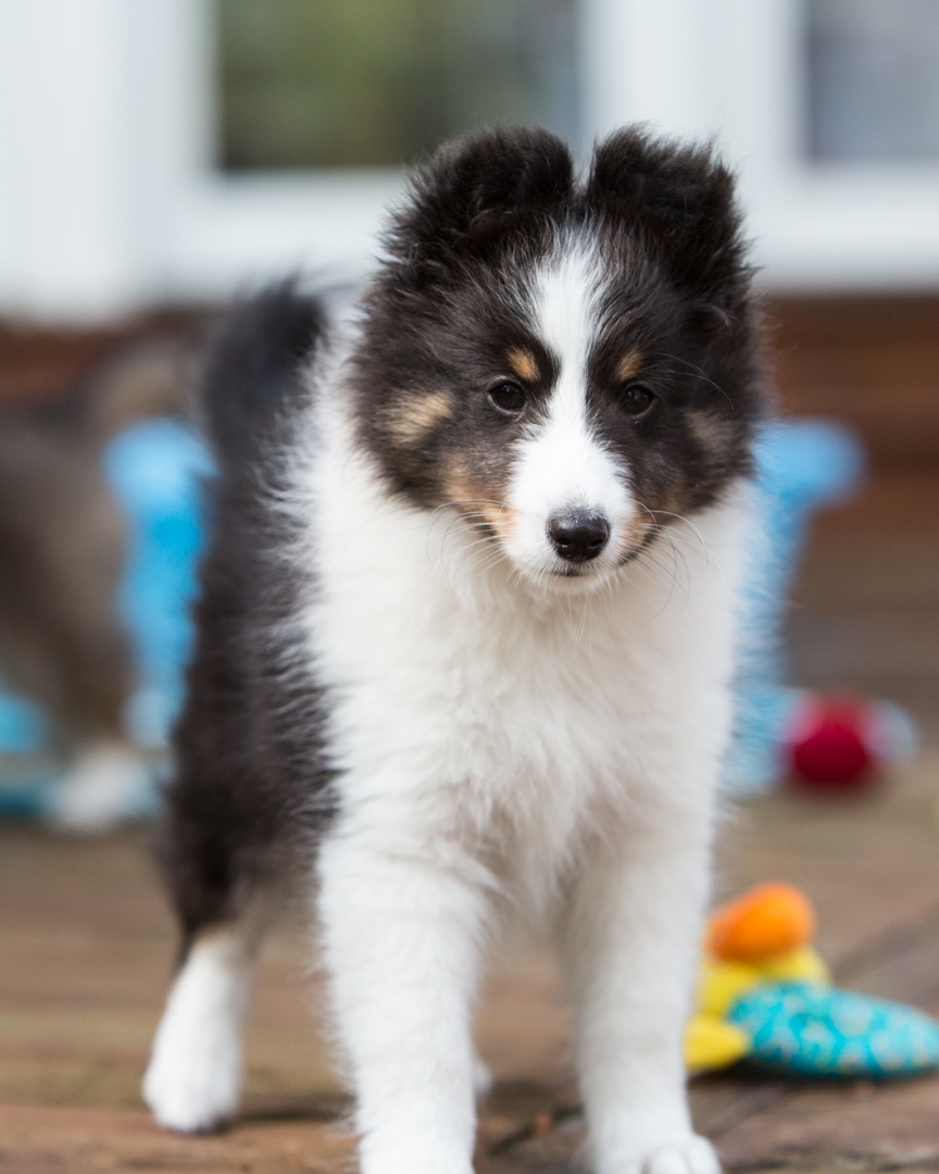 DrumlinSheltie_puppy3