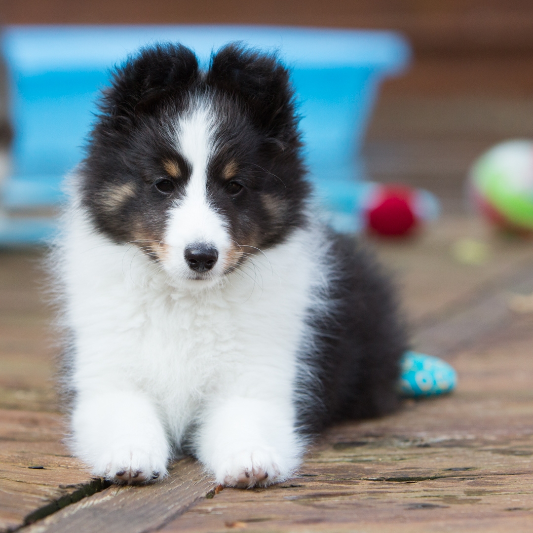 DrumlinSheltie_puppy4