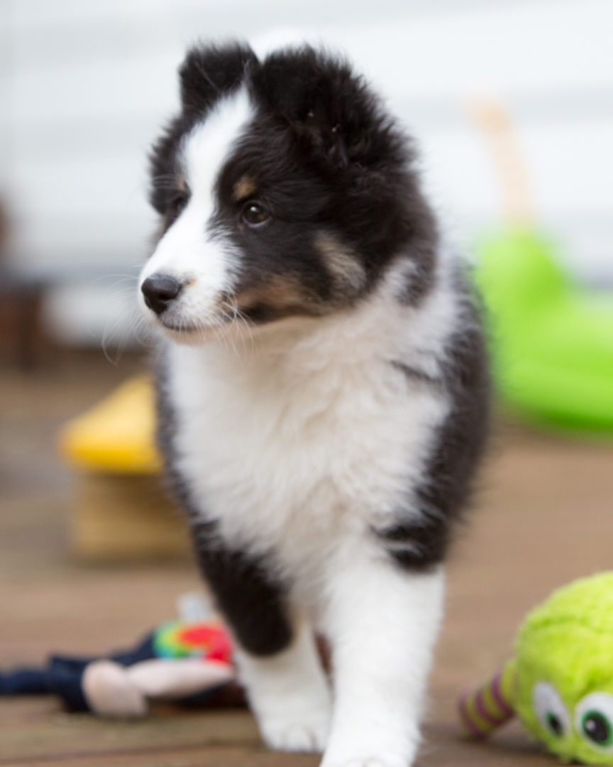 DrumlinSheltie_puppy5