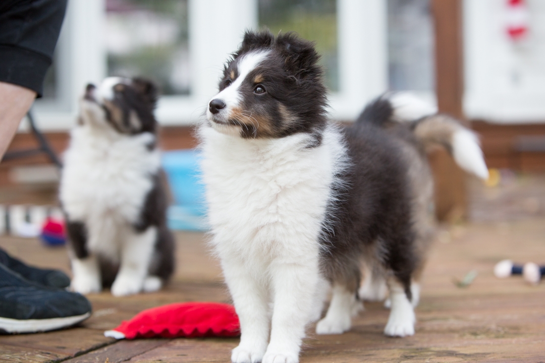 DrumlinSheltie_puppy6