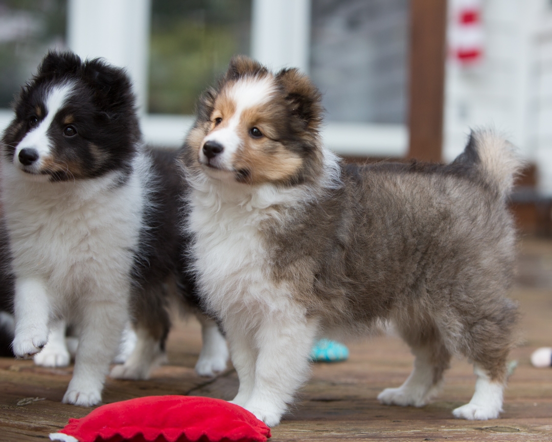 DrumlinSheltie_puppy7