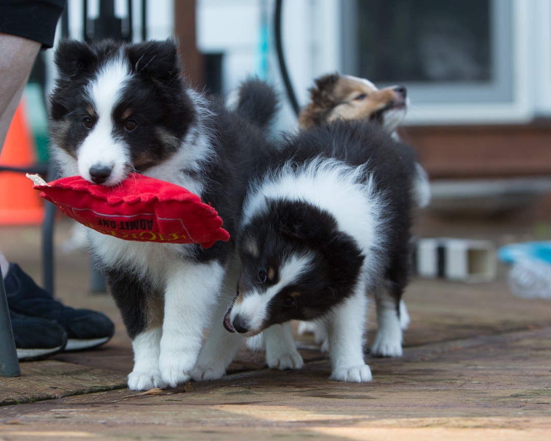 DrumlinSheltie_puppy8