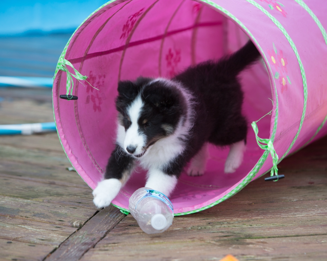 DrumlinSheltie_puppy9